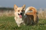 CORGI PEMBROKE 1119